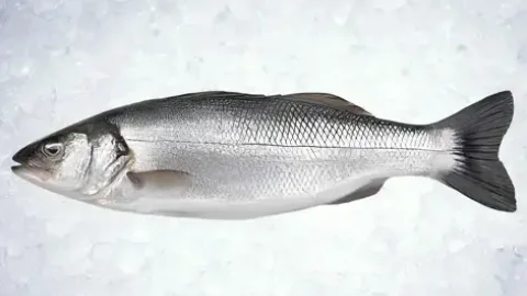 LEVREK